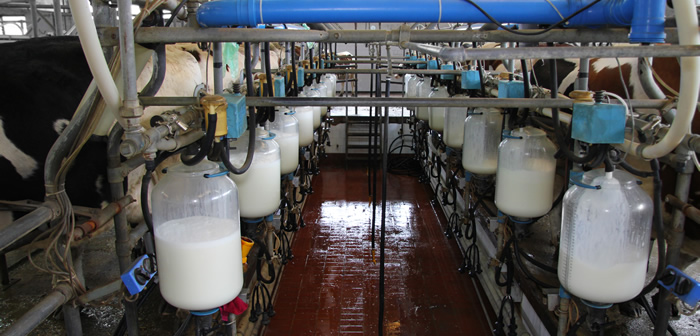 First Milk announces 2ppl milk price increase