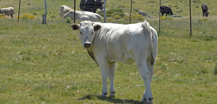 Weighing heifers vital as grass quality takes toll
