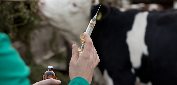 New study shows British public awareness of animal medicines is improving – but there is still much to do