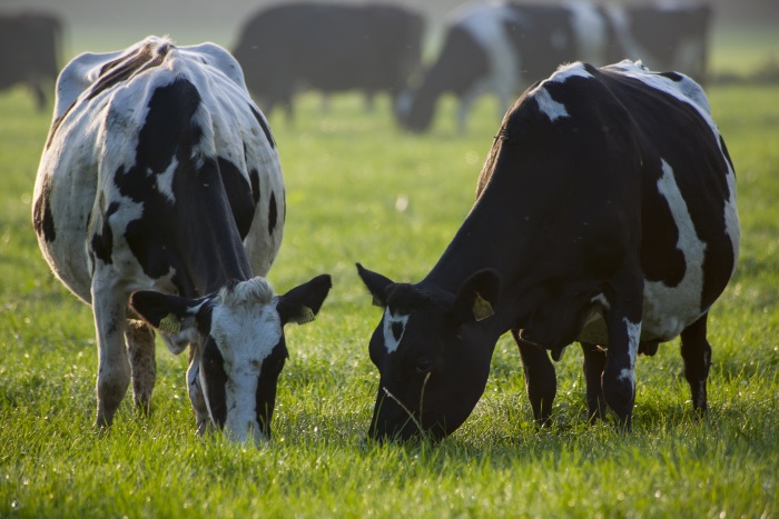 Müller Signals A Vibrant Future For Dairy Farmers