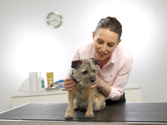 Veterinary organisations send an open letter to PM regarding Brexit and EU vets