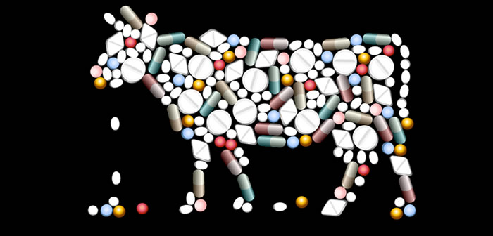 Antibiotics could be cut by up to a third, say dairy farmers