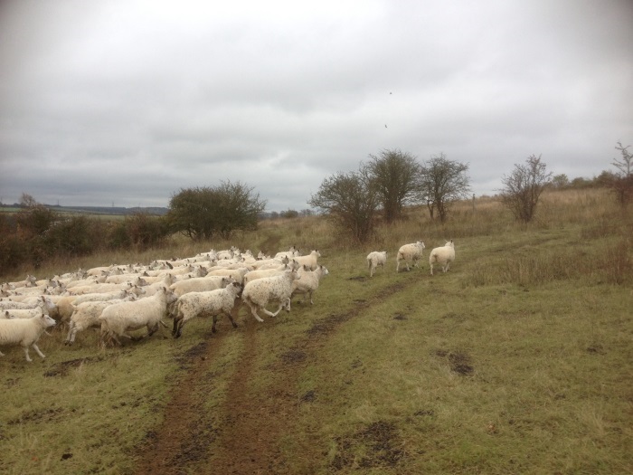 Sheep and cattle face significant parasite burden after warm, wet summer