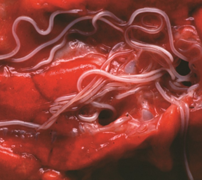 Vaccination pre-turnout is now critical for lungworm