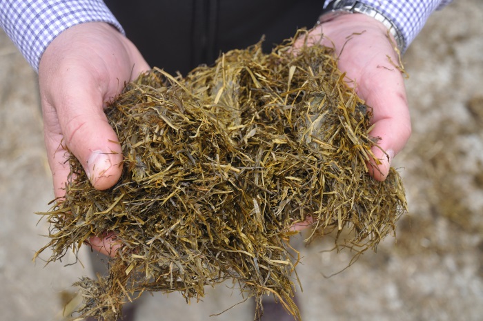 Surveys reveal importance of home-produced forage as new initiative is launched to help farmers make better silage