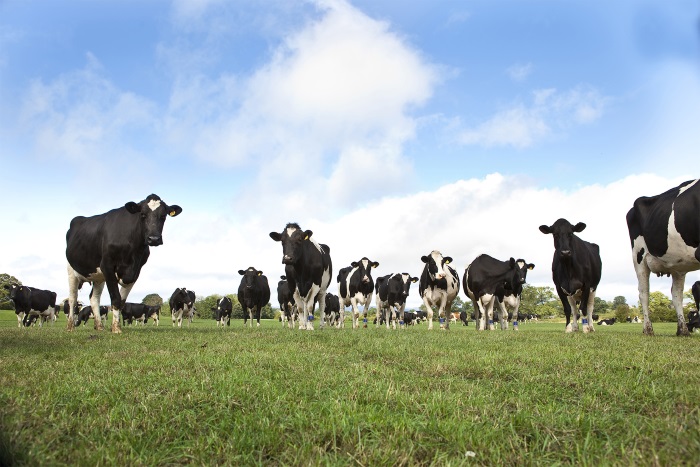 Innovative heat detection system enables remote diagnosis of dairy cow health and fertility