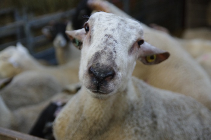 Subsidised animal health sampling clinics available for Wales Farmers