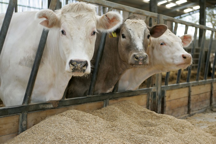 Glencore Agriculture UK grows animal feed business with Mercury Commodities acquisition