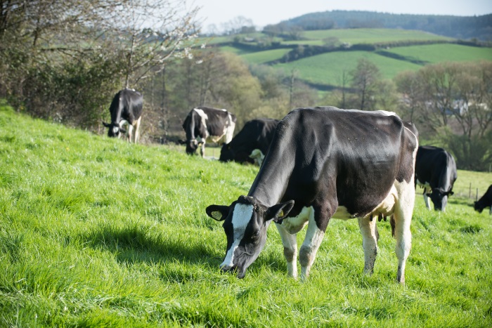 Barenbrug helping Cornish Lamb Company grow more grass that sheep and lambs love