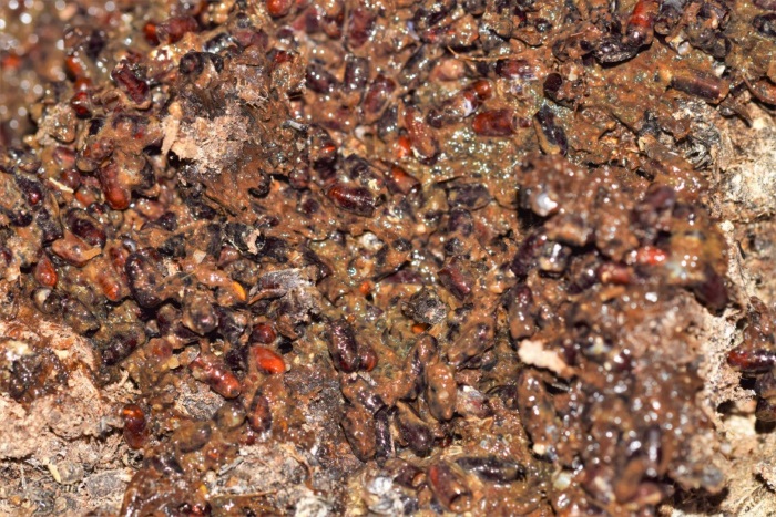 Warmer weather makes effective fly control vital, Lodi UK warns