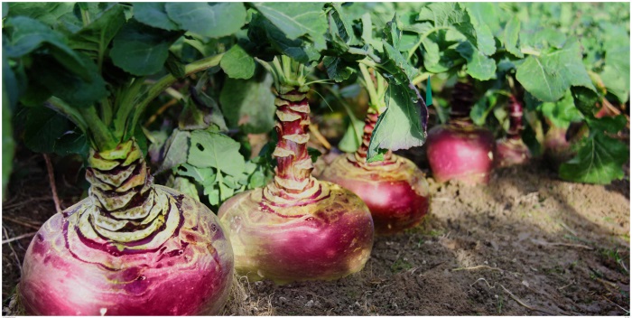 New high yielding swede to suit sheep out-wintering