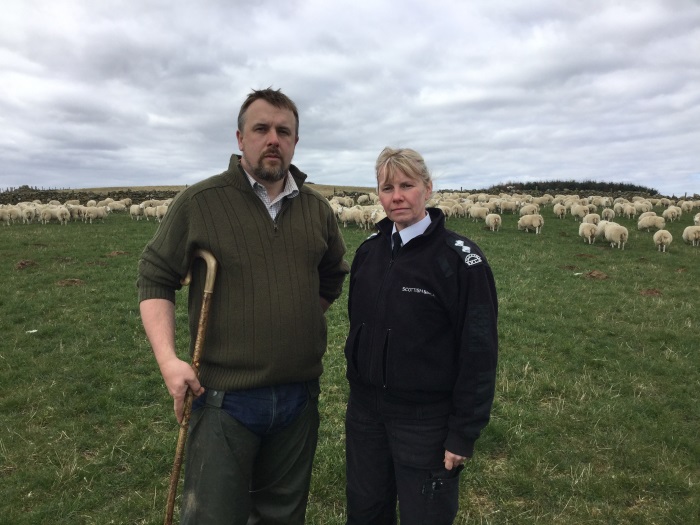Scottish rural organisations unite to support “sheep-wise” campaign