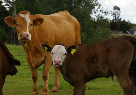 Dawn Meats, Dunbia agree partnership