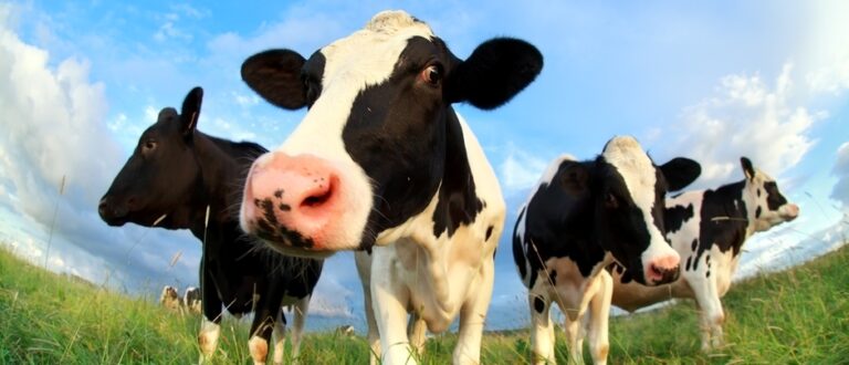 UK-wide consultation into dairy sector to tackle supply chain issues launched