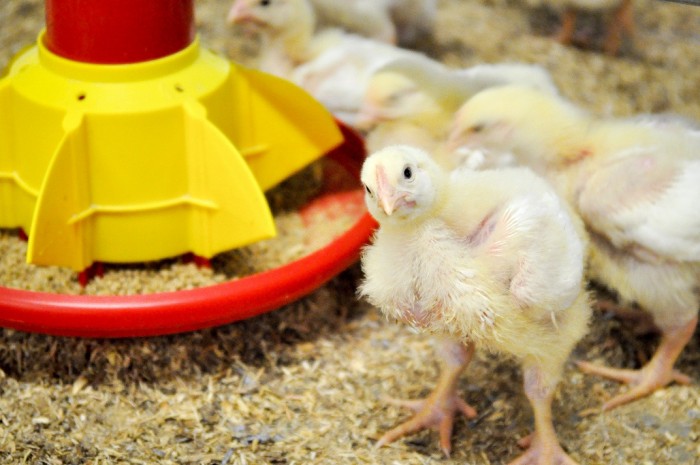 Chicken firm slashes antibiotic use through holistic remedies