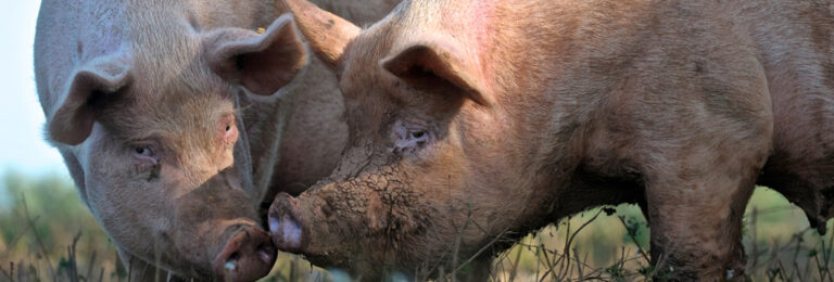 NPA issues warning to pig farmers following meat sandwich incident