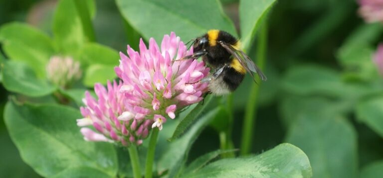 Advances in red clover breeding gives farmers vital homegrown alternative to bought-in protein