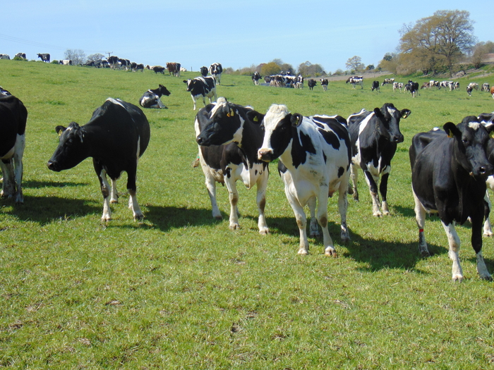 Barenbrug advises farmers to correct compaction after wet weather