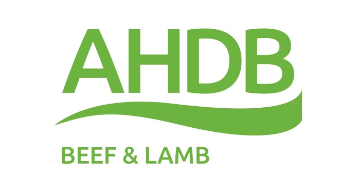 New Maternal Index introduced to improve Lleyn breeding productivity