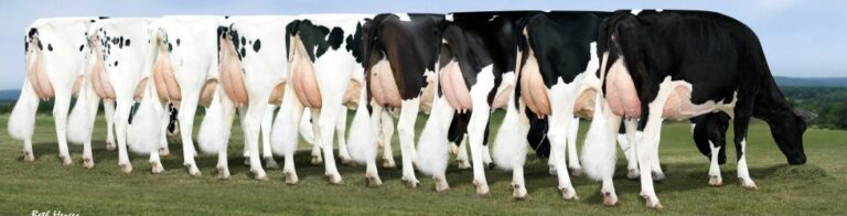 Genus to deliver more high value pregnancies