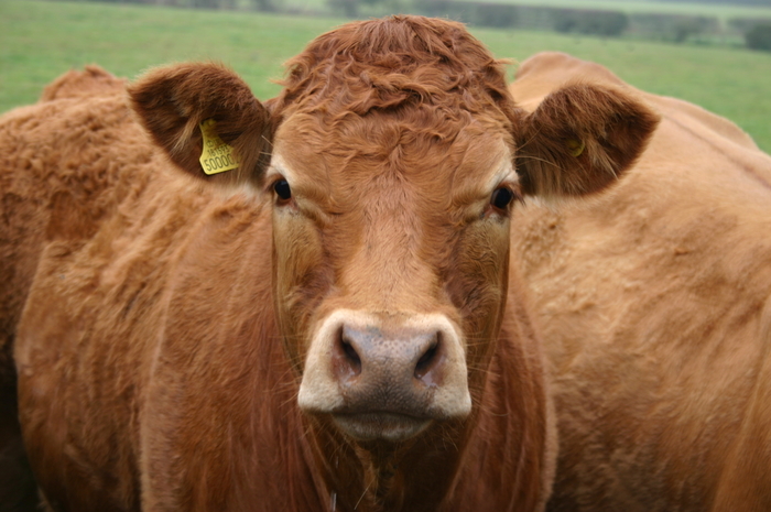 Gove: British Veterinary Association respond