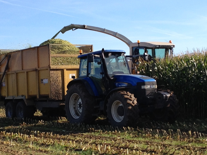 Maize silage analyses indicate some crops harvested too late