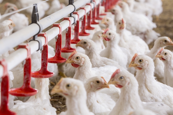 Reducing antibiotics, but not profitability is possible