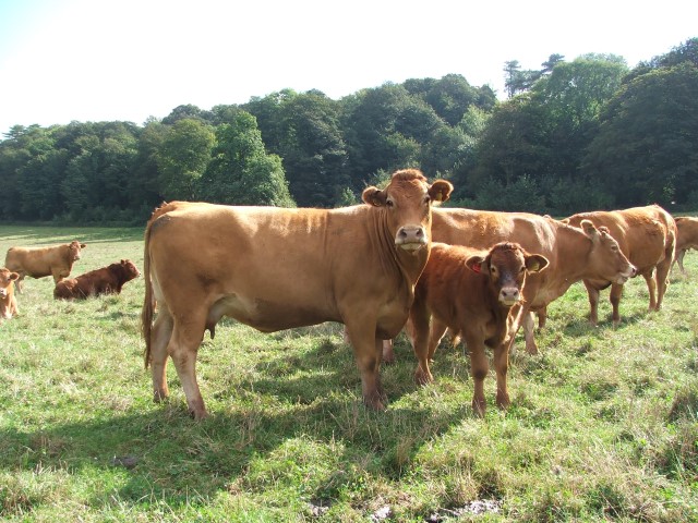 Remote weighing and temperature sensing to transform calf production