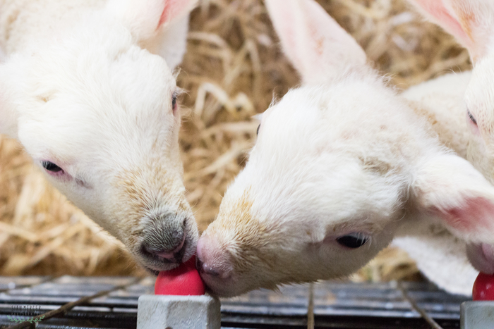 Shepherds missing a stress-free profit opportunity
