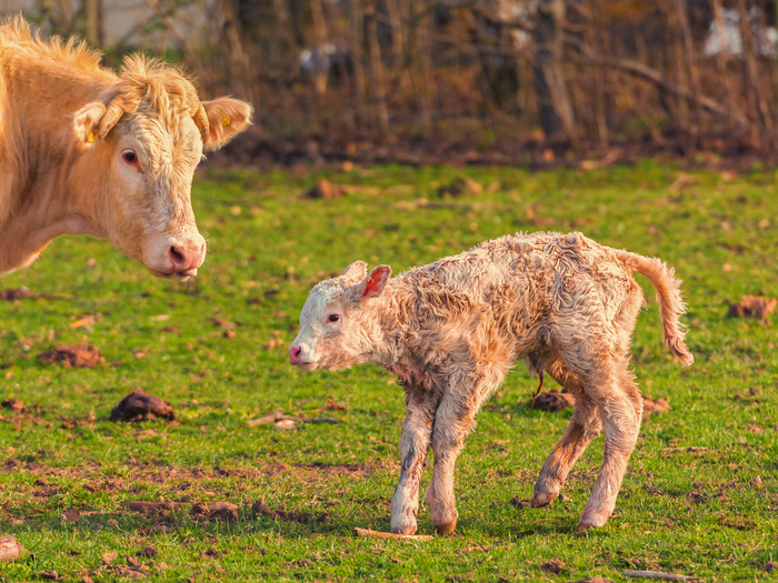 ColostrumIsGold campaign aims to slash antibiotic use