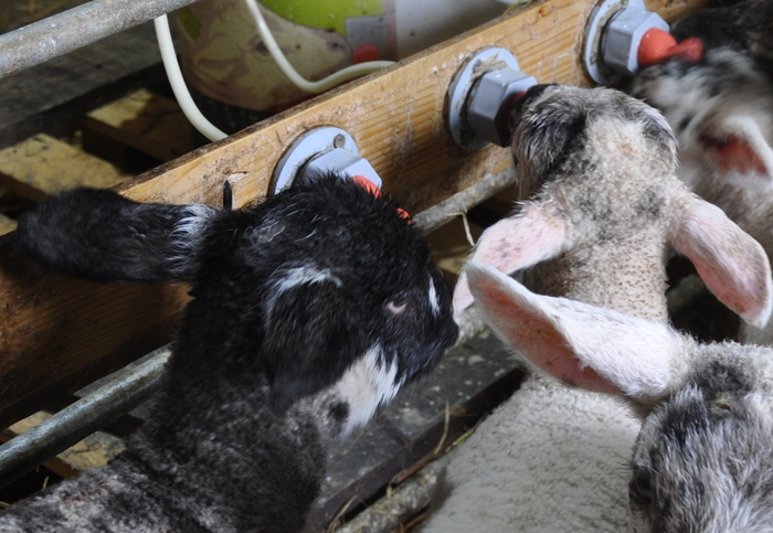 Surplus lambs perform well on ewe milk replacer