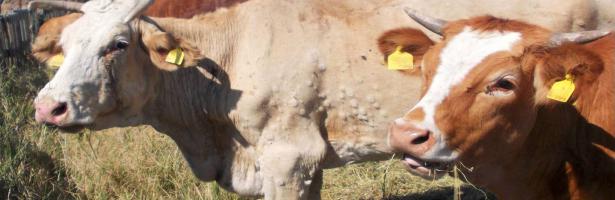 Lumpy skin disease: vaccination leads to fall in outbreaks