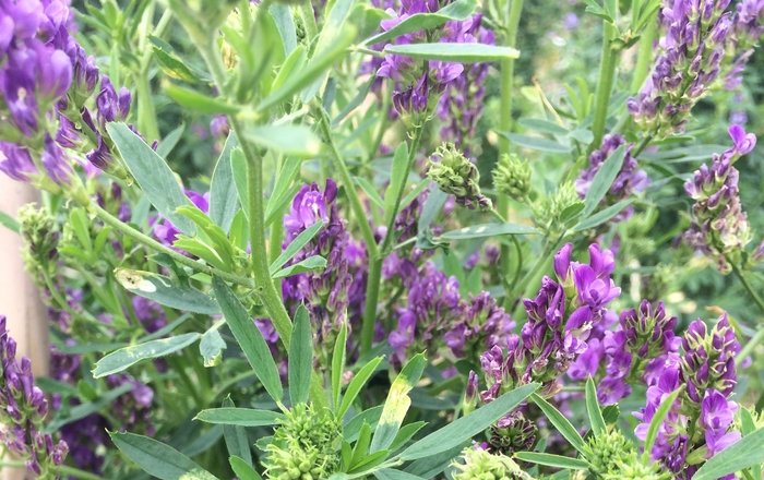 Use home-grown protein to boost meat and milk production at minimal cost