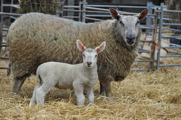 Lamb losses from birth to weaning preventable with correct ewe and lamb management