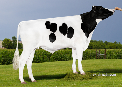 Dead-heat at the top for genomic young sires
