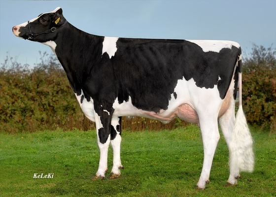 New number one bull replaces long-term Holstein leader | Farm ...