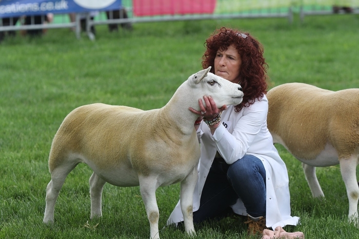 Top sheep judges for first class entries at Royal Bath & West Show