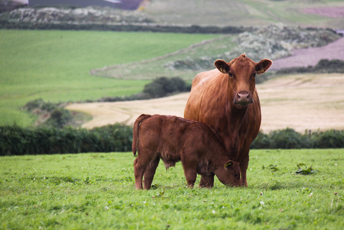 Open day to focus on pasture to plate benefits of improved beef genetics