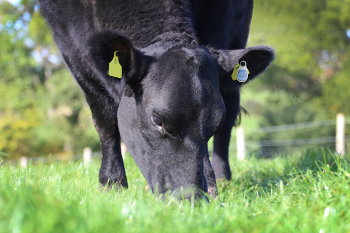 Allflex introduces SenseTime Beef – a unique heat detection and health monitoring system for beef cattle