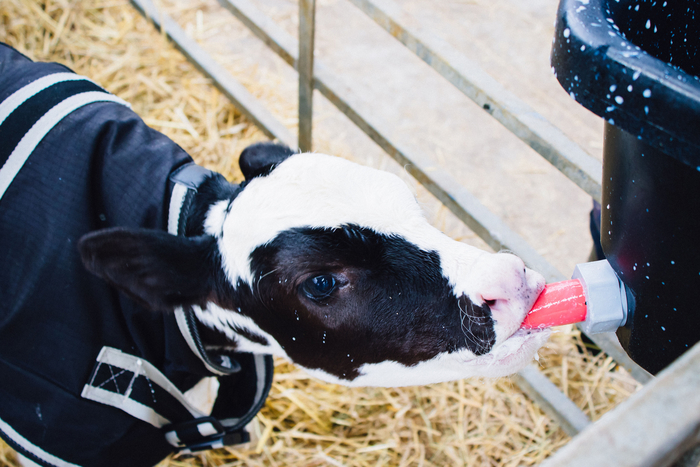 Pre-weaned heifer calves need more milk