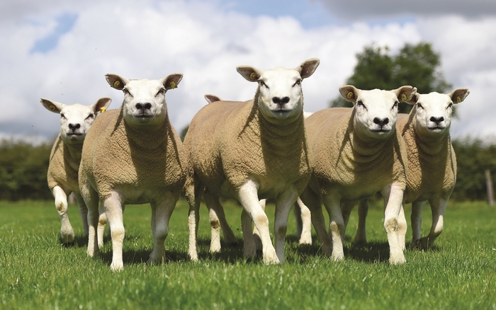Bolus lambs at weaning for quicker finishing and increased profit
