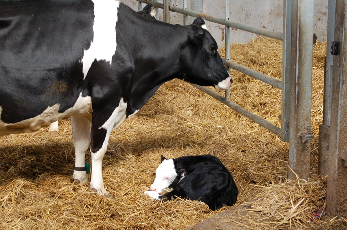 Optimised fatty acid supply for superior dietary energy