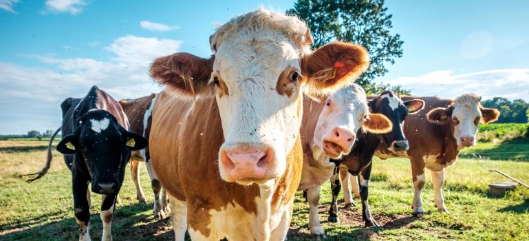 Lumpy skin disease in cattle: from containment to elimination