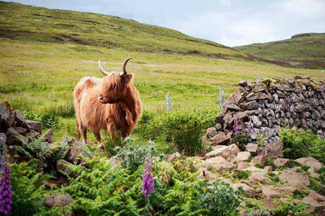 The Prince’s Countryside Fund gives funding boost to Skye and Lochalsh Micro-abattoir