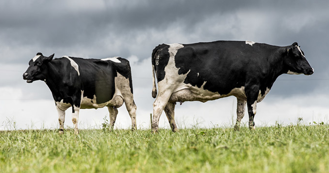 Dairy Crest price cut