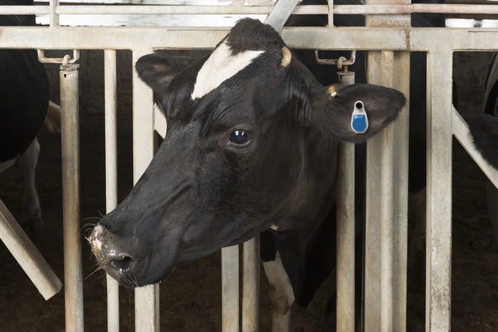 Allflex announces new distribution partnership with Fabdec