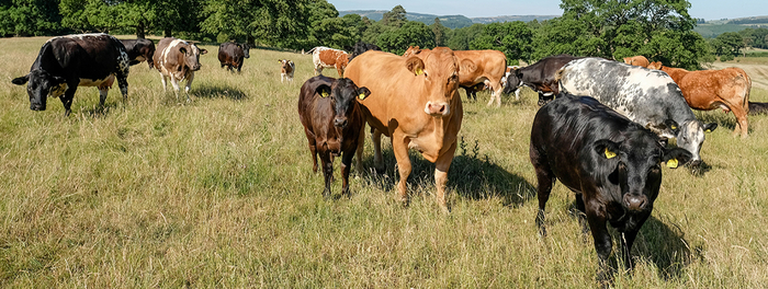 Sustainable Food Trust welcomes new report which recognises positive role of livestock in climate change mitigation