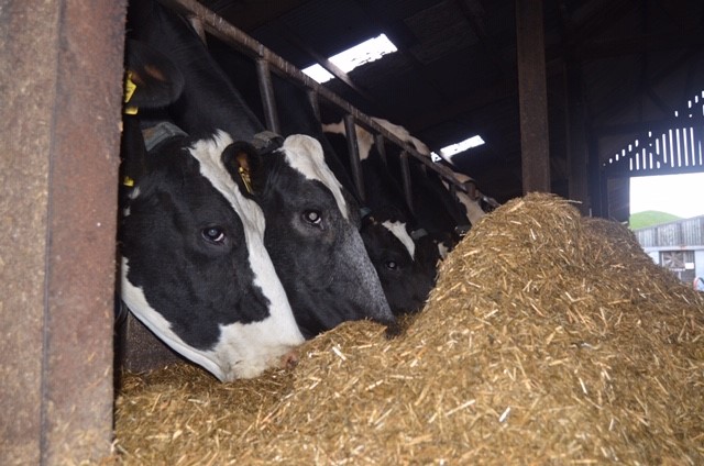 Stop TMR diets heating to reduce waste