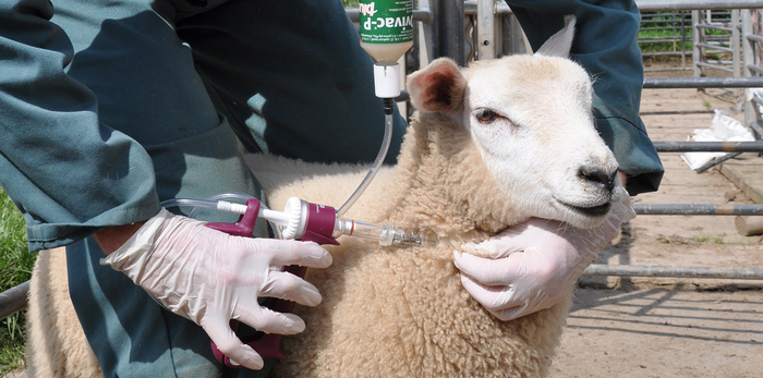 UK sheep producers urged to protect lambs from spring disease threats