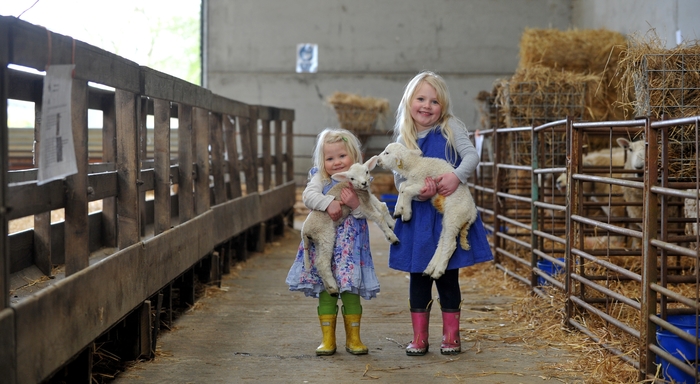 Lambing weekend 2019 sees visitor numbers double